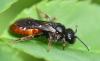 Sphecodes ruficrus